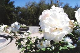 Rosas Blancas