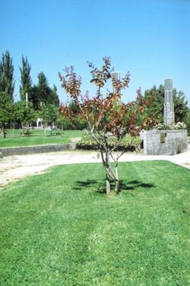 Árbol en Villa Grimaldi