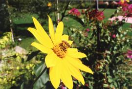 Girasol amarillo